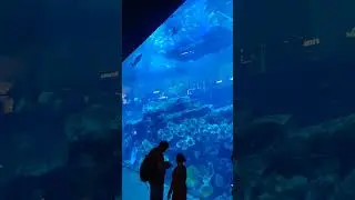 Dubai.Aquarium Dubai Mall
