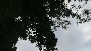Салом