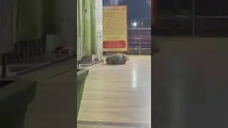 बंदर के रूप में हनुमान जी इस मंदिर में रोज दर्शन करके सिर झुकाते है किसी से नहीं डरते #hanuman