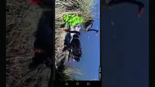اجمل الطيور@