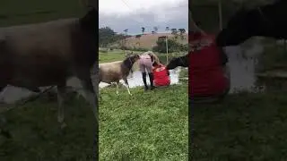 Прикол с бычком | Юмор
