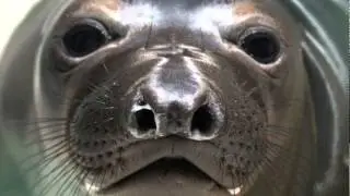 SEA LION SOUND EFFECTS | HD |