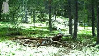 ID843/Лапландский заповедник/Хищники/Медведь-чесун ягоды кушает. Массу нагуливает.