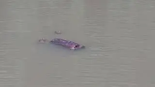 Turtle fail