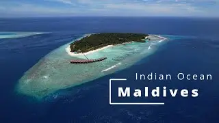 LOST in the Maldives! Whale shark, Jungle, Eels  | Indian Ocean |