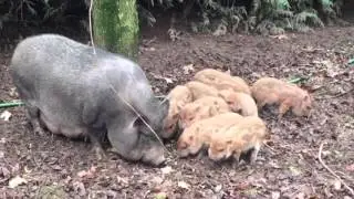 Adult micro pigs and piglets - new litter