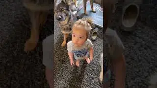 My Toddler knows her 7 dogs! 