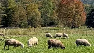 Rotational Grazing with Sheep: Pastures, Soil, & Carbon Sequestration
