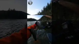 Ловим  хариус!!! Настроение😊👍 Рыбалка на горной реке!!! #сибирь