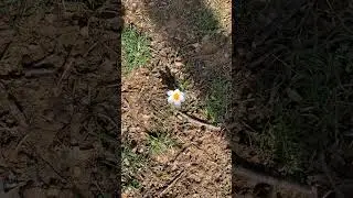 First signs of Spring  - White Crocus in Pittsburgh