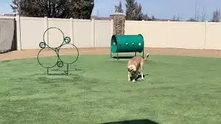 IS He oKaY? DoG PaRK