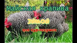 Доминанты Д-959. (Витаминные подкормки для кур-несушек весной)