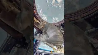 Первое животное в космосе #shots