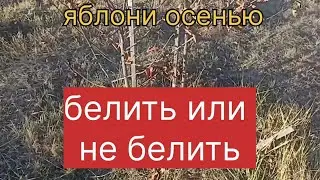 Белить или не белить яблони осенью.