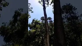 Scary bats noises in Kashmir||horror sounds of bats in my village #horrorshorts #kashmiranimals