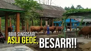 Yukk Jalan Balai Inseminasi BBIB Singosari Sapi Superrr!! Ada disini UNGGULAN Bibit Sapi dan Kambing