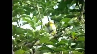 Kompilasi Suara Kicau Burung Pleci Durasi Panjang Mantab!