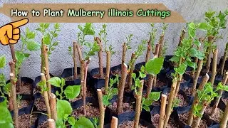 How to Plant Mulberry -Basic Technique