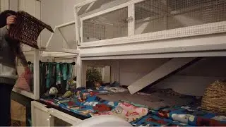 Guinea Pig Cage Cleaning | December 2018