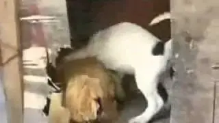 perro violador