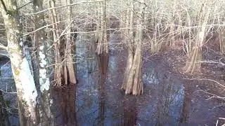 Болота Флориды...