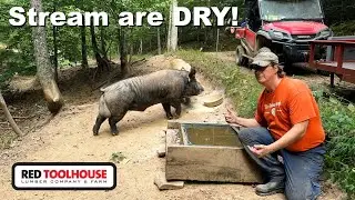 DROUGHT! - Our PIGS Ran out of WATER