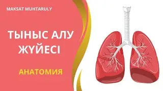 ТЫНЫС АЛУ ЖҮЙЕСІ АНАТОМИЯСЫ