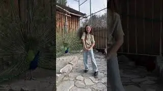 Танцуем тренд с павлином 😂Стой, можно я с тобой.