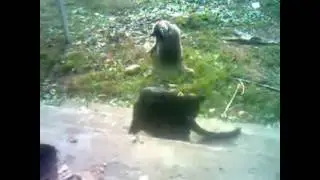 СМОТРИТЕ КАКОЙ СЕМЁНОВИЧ У НАС ПОСЛУШНЫЙ