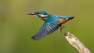 Common kingfisher