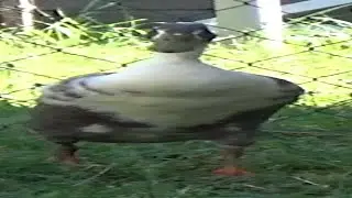 Widuck