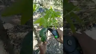 Mango Grafting Method