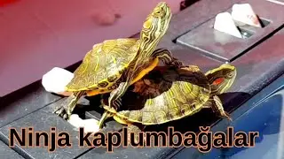 iki manyak
