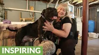 Bait dog rescued from cold streets of New York