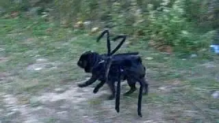 Gus the Spider Pug Out for a Walk