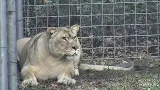 Koda: What the tailflick is happening over there?  Koda lioness at Big Cat Rescue.