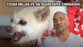 Family Feud Over A Furious Chihuahua – Can It Be Trained? | Cesar 911 Throwbacks
