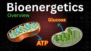 Introduction to Bioenergetics | Bioenergetics overview | Class 11