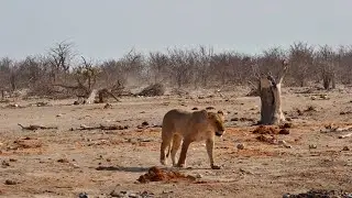 Eland Get Spooked By Lioness Coming To Drink