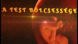 A test bölcsessége