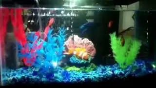 Feeding my tetras and betta in a 5 galons tank
