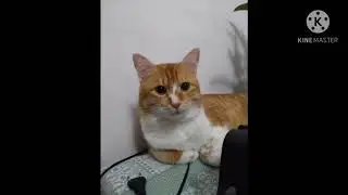 НОВЫЙ КЛИП ПРО КОТИКА ТИГРА!
