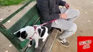Maci ka dal ne park | NGOPARI