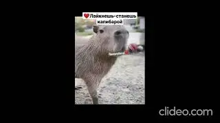 Топ-13 мемов (Подборка лучших мемов)