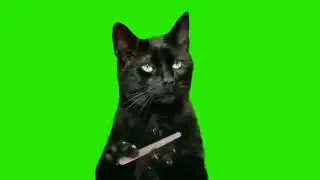 Black cat filing nails meme (green screen)