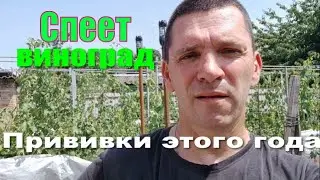 Что привил в этом году