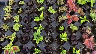 Черенкование колеуса 🌸 для заказа черенков  группа вк https://vk.com/club218971573