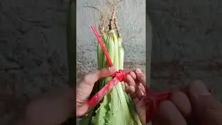 Life hack with useful knots #shorts