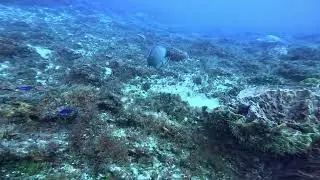 Drifting with a fish