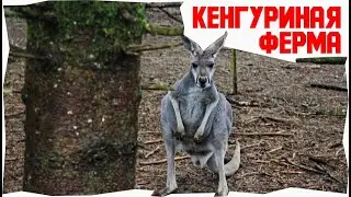Кенгуриная ферма - Семейный отдых на природе